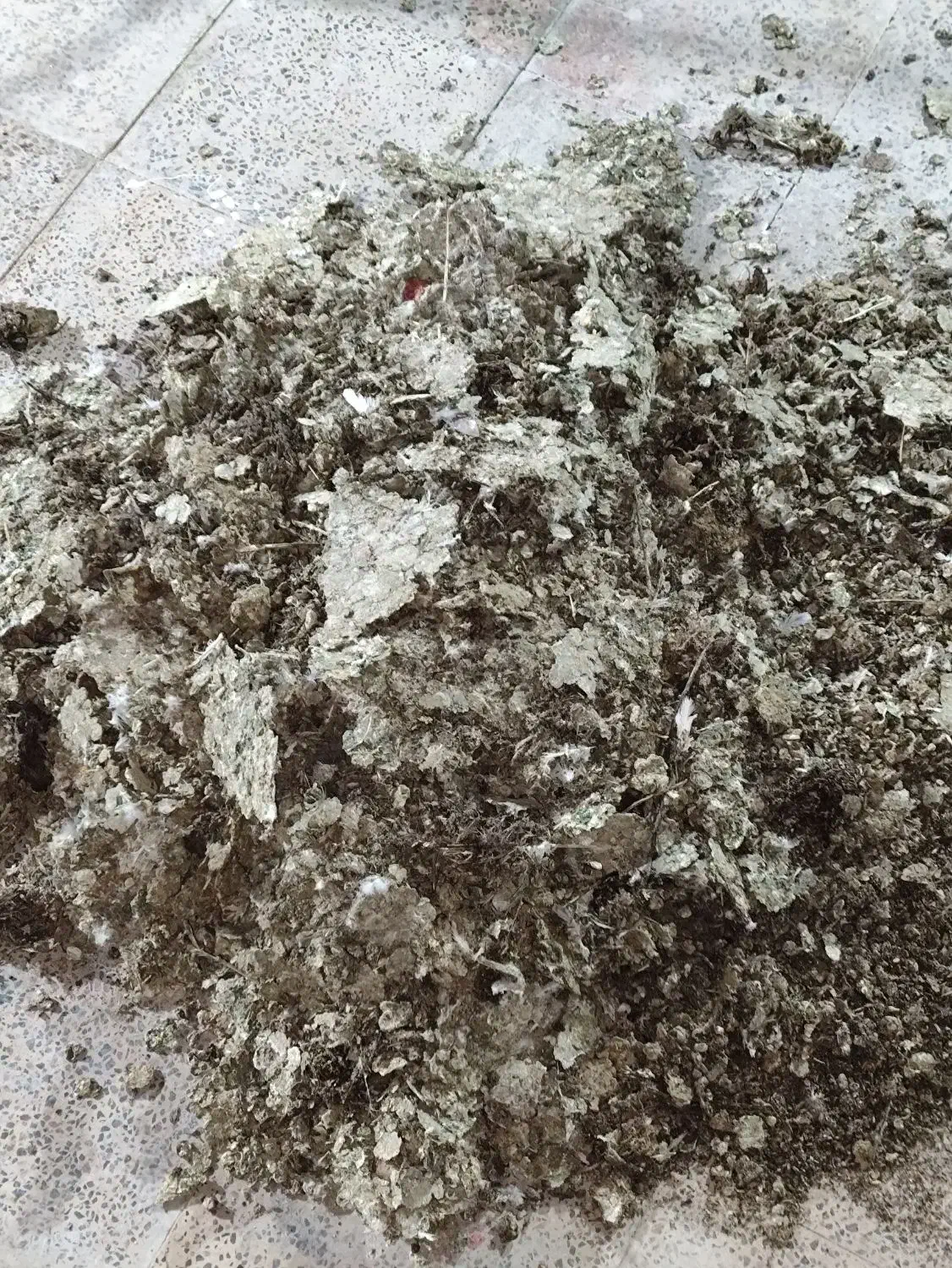 کبوتر، کود بی خاک|گل و گیاه طبیعی|سیرجان, |دیوار