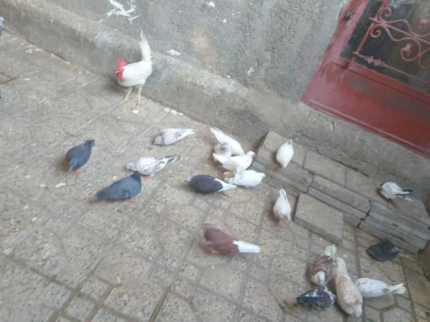 کفتر به شرت|پرنده|ازنا, |دیوار