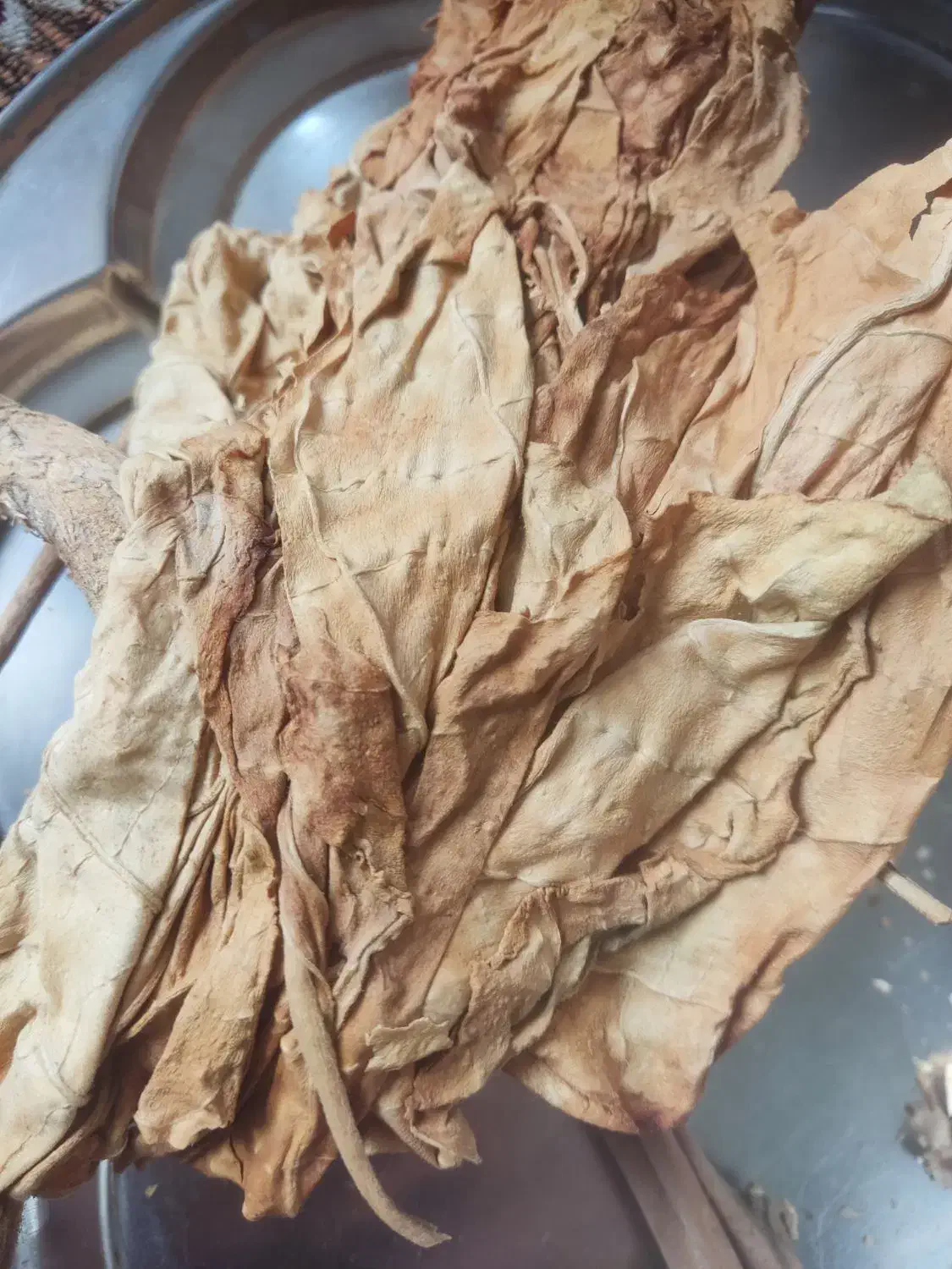 برگ زرد|گل و گیاه طبیعی|کوه چنار, |دیوار