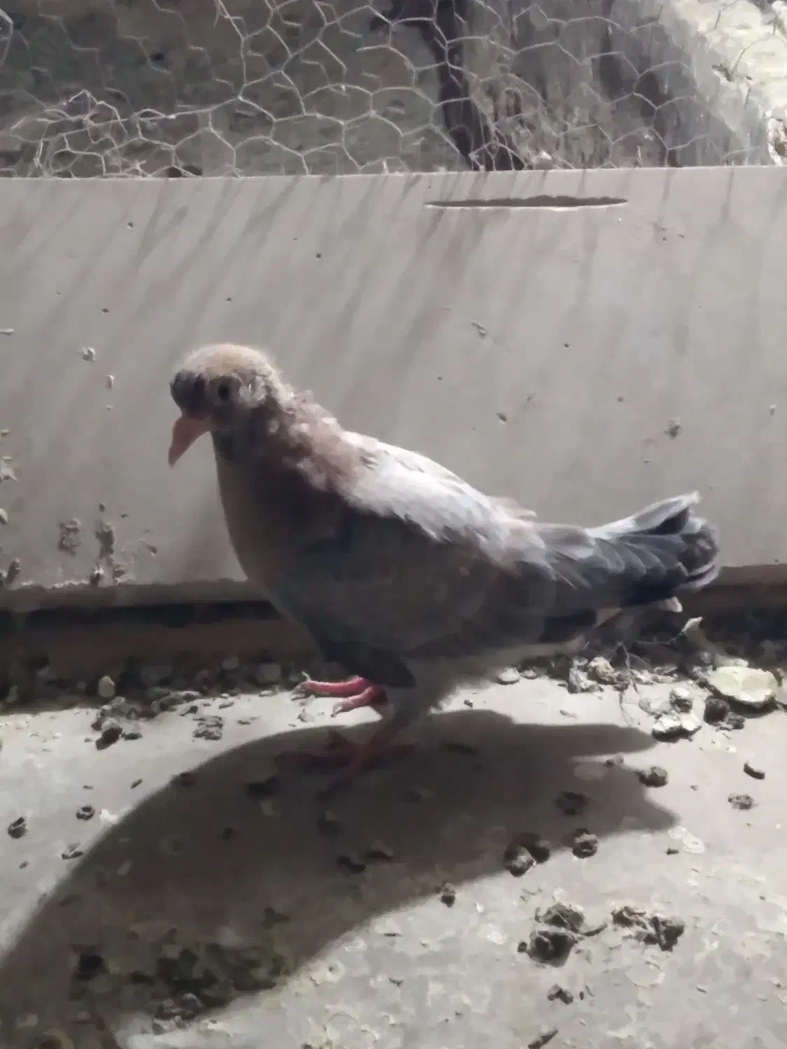 مطلق پر دون خور|پرنده|لاران, |دیوار