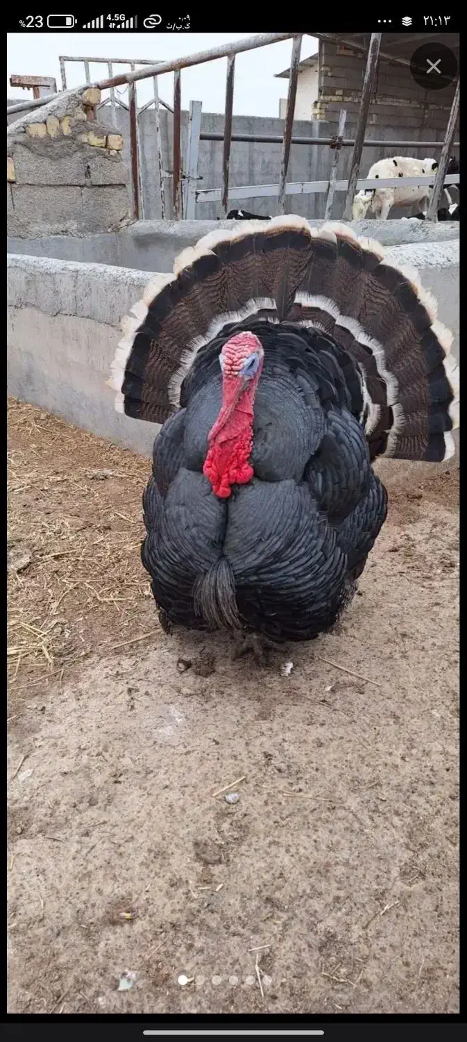 بوقلمون بوربون و برنز (قه لی سور و رش)|حیوانات مزرعه|مریوان, |دیوار