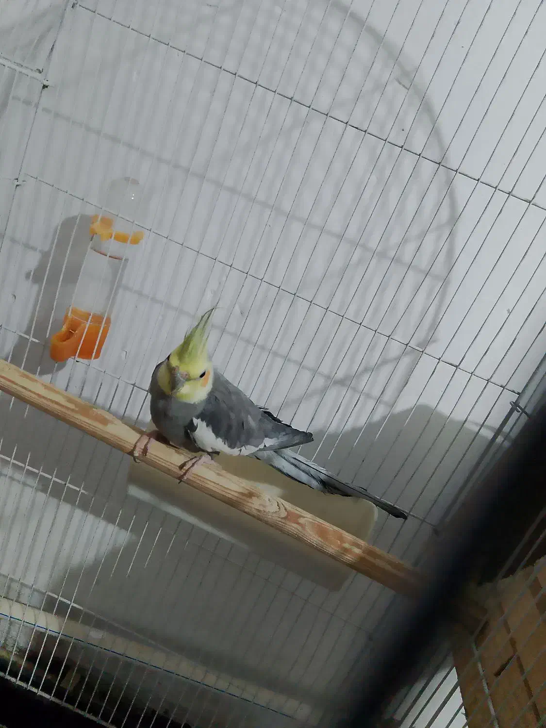 عروس هلندی|پرنده|نیر (اردبیل), |دیوار