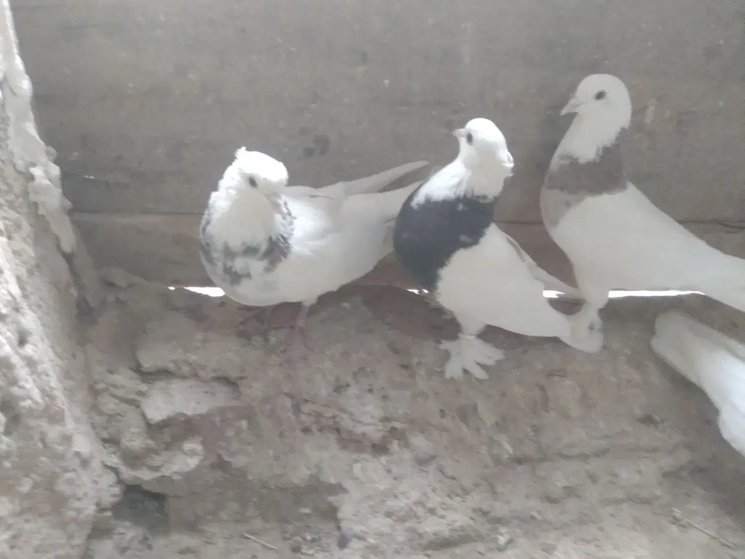 دوجفت طوقی به فروش میرسد|پرنده|قهستان, |دیوار