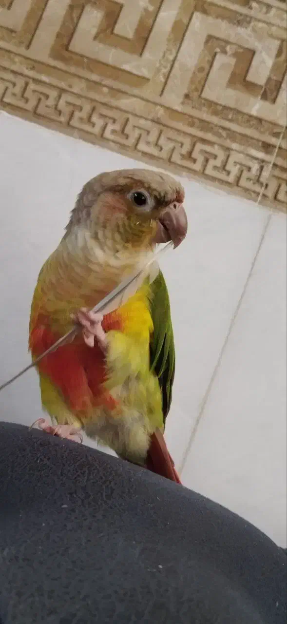 گمشده طوطی گیرینچیک|حیوانات|اراک, |دیوار