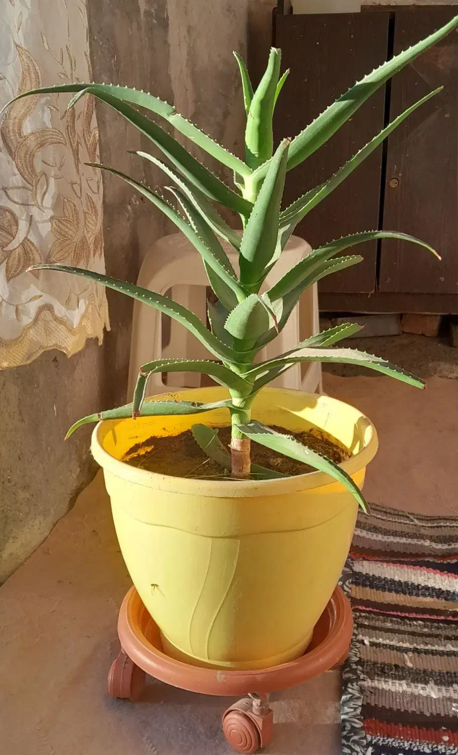 گلهای طبیعی خانگی|گل و گیاه طبیعی|قصابه, |دیوار