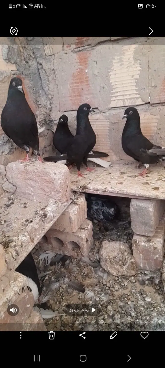 کبوتر|پرنده|زابل, |دیوار