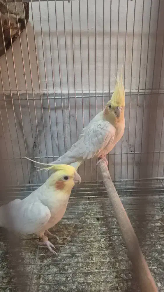 فروش ویژه عروس هلندی|پرنده|اصفهان, شهرک کاوه|دیوار