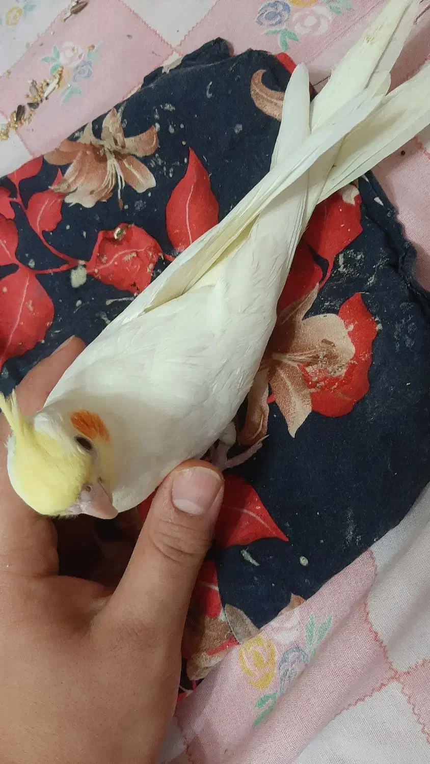 عروس هلندی|پرنده|صومعه‌سرا, |دیوار