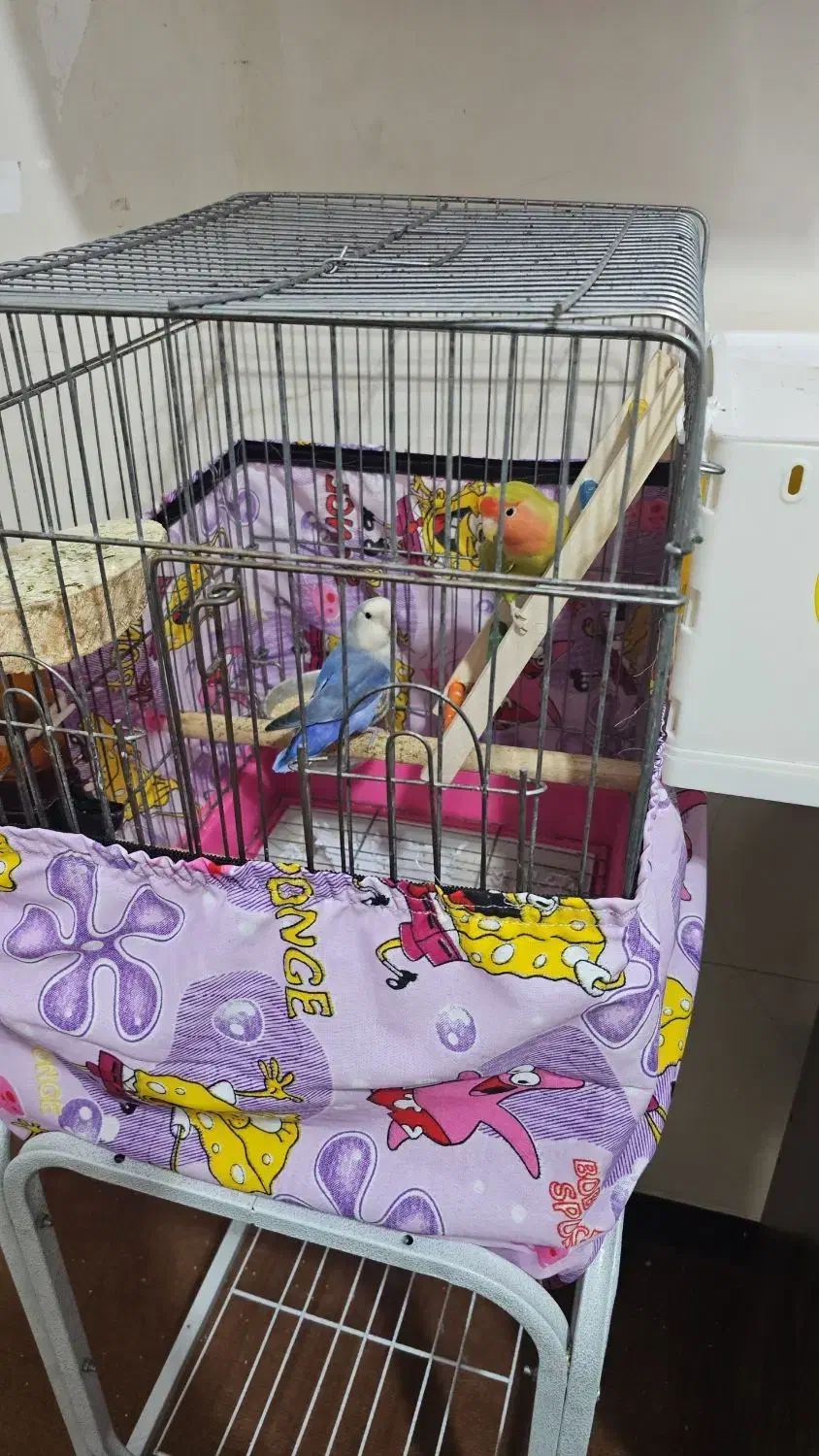 یه جفت کوتوله|پرنده|قم, بکایی|دیوار