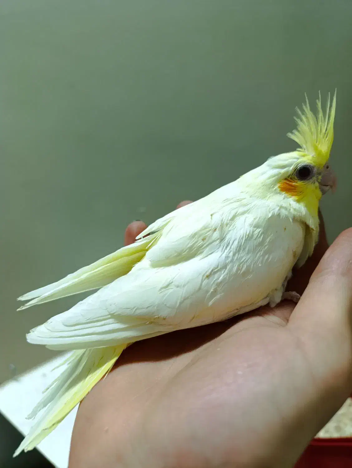 جوجه عروس|پرنده|قم, شاه سید علی|دیوار