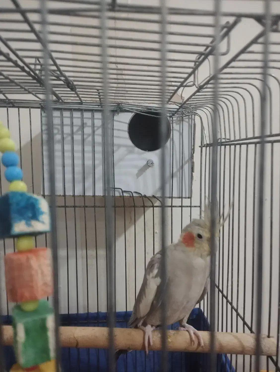 مرغ عروس|پرنده|کاشان, شهرک انقلاب|دیوار