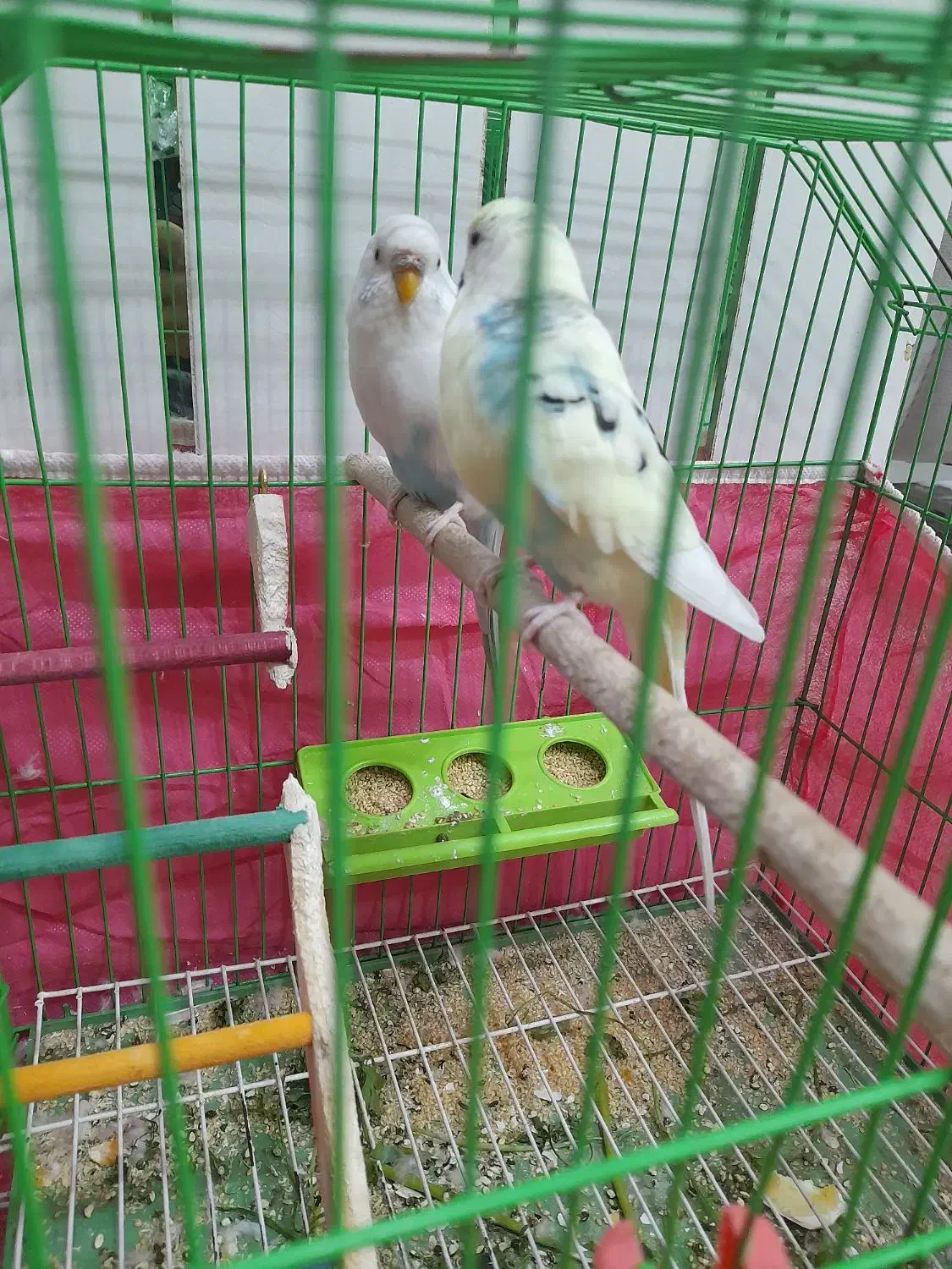 یه جفت مرغ عشق|پرنده|فولادشهر, مسکن مهر فولادشهر|دیوار