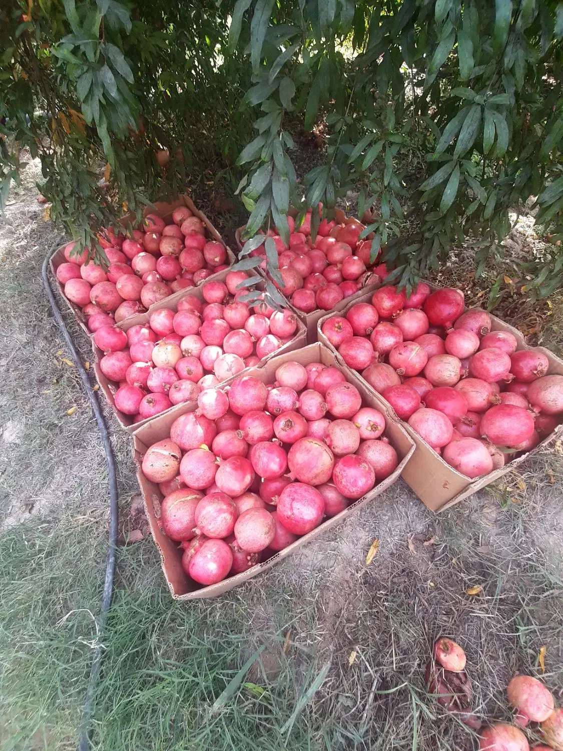 میوه انار|خوردنی و آشامیدنی|حاجی آباد, |دیوار