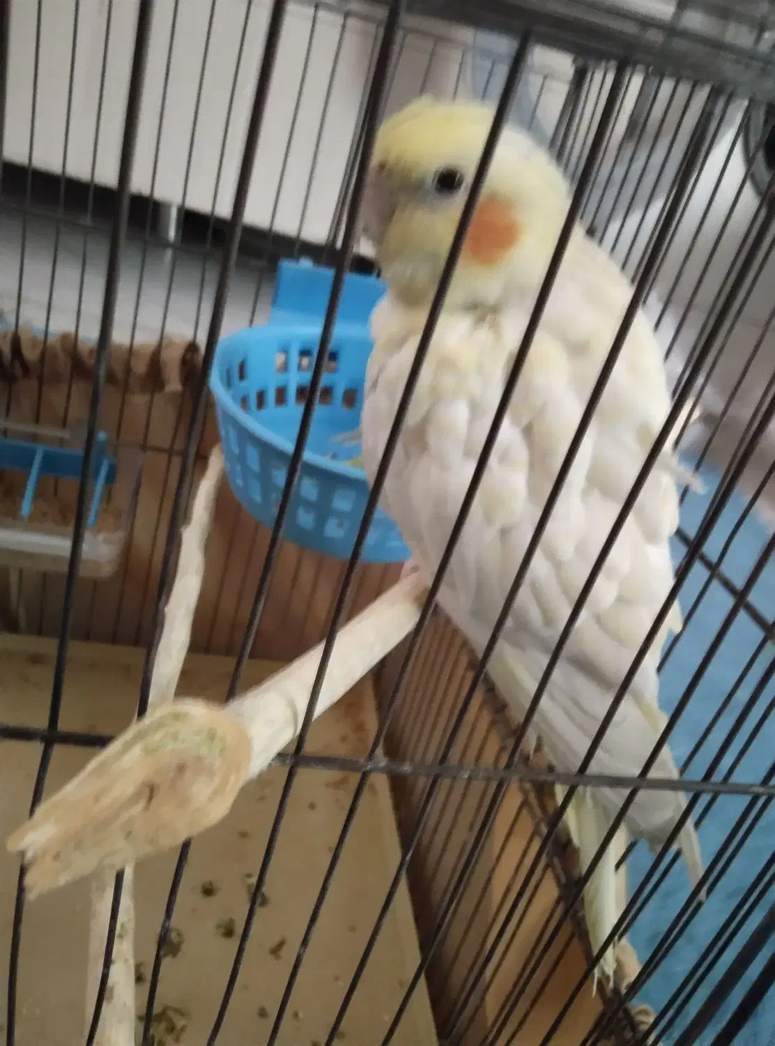 عروس هلندی ماده|پرنده|کهریزک, |دیوار