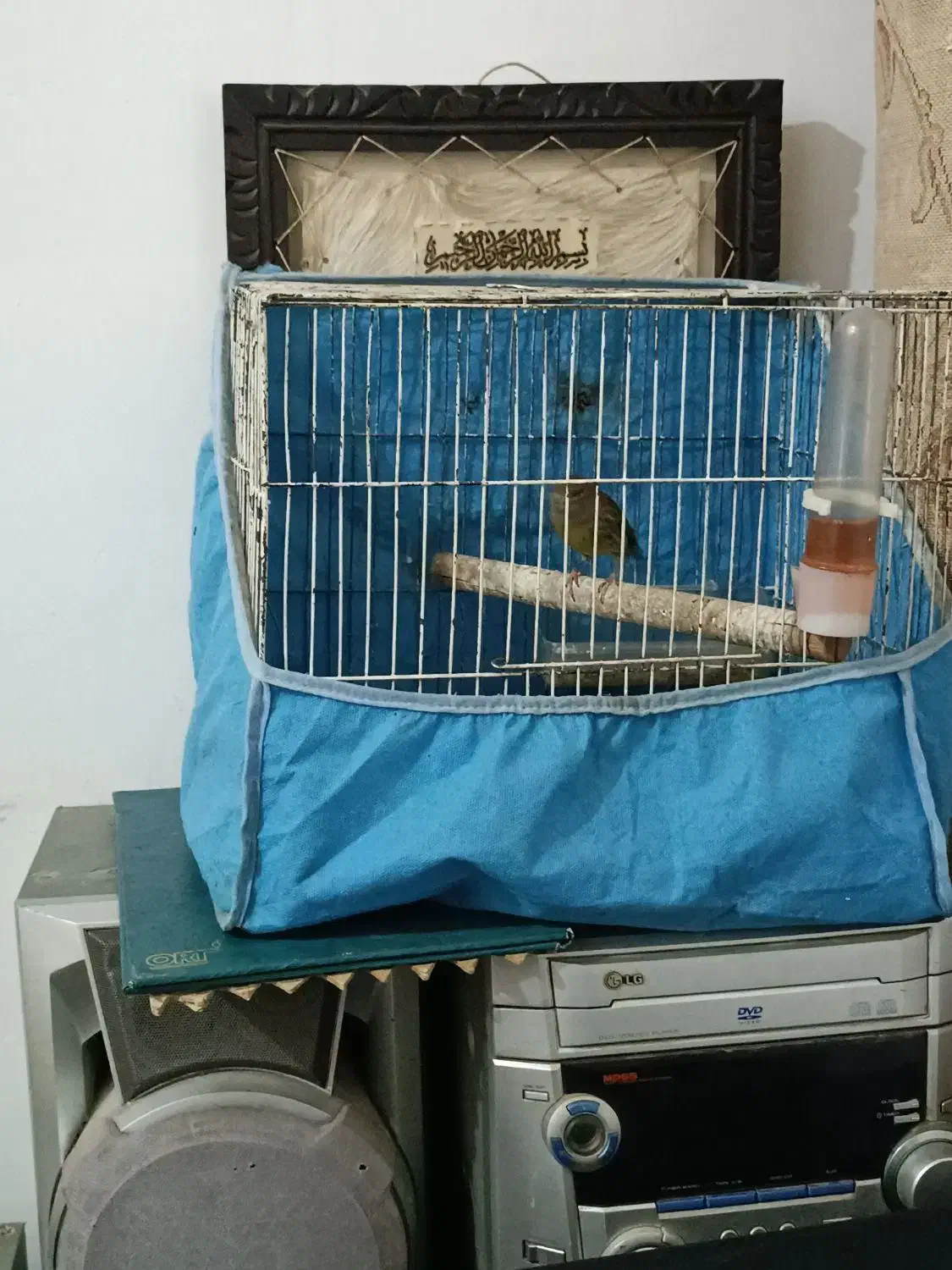 قناری ماده آماده|پرنده|اهواز, رسالت|دیوار