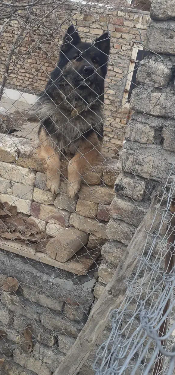 ژرمن|سگ|قره کهریز, |دیوار