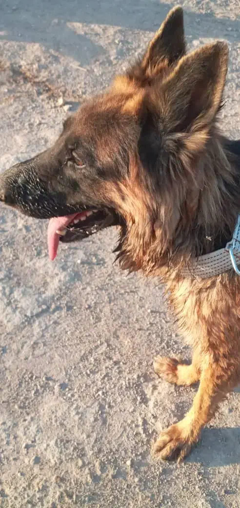 یک سگ واگذار|سگ|بندر امام خمینی, |دیوار