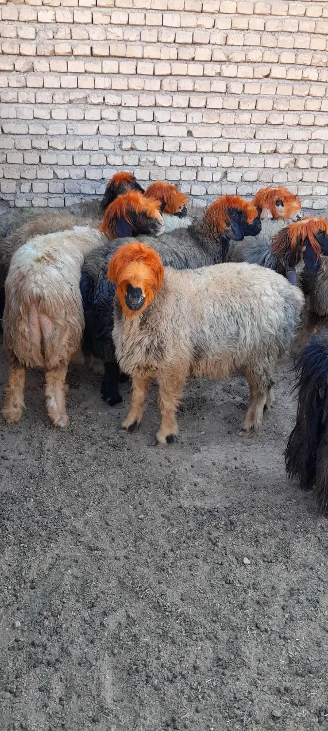 فروش میش بختیاری.( بز میش بره بزغاله)|حیوانات مزرعه|اردل, |دیوار