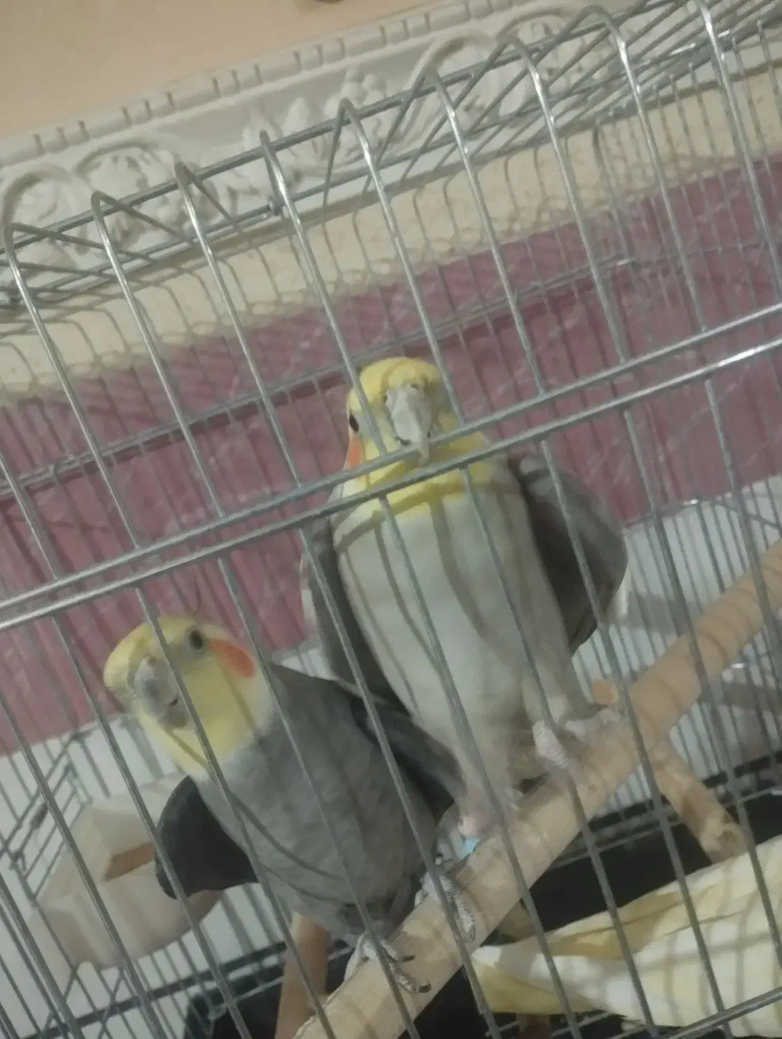 حیوانات|پرنده|الوند, |دیوار