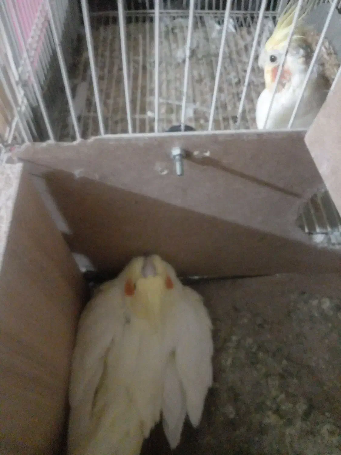 عروسی هلندی لیتینومولدهمراه تخم وجوجه|پرنده|زبرخان, |دیوار