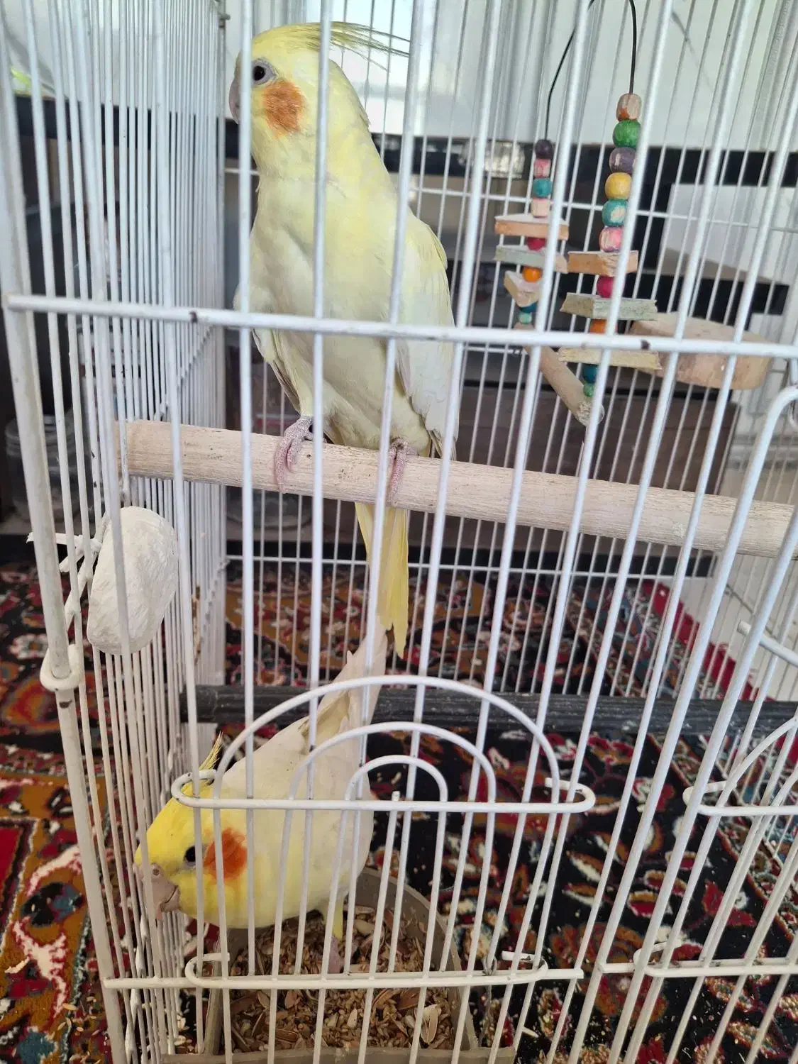 عروس هلندی و گرینچیک|پرنده|قرچک, مهدیه|دیوار