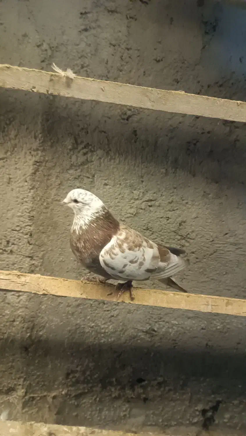 کبوتر|پرنده|ماکو, |دیوار