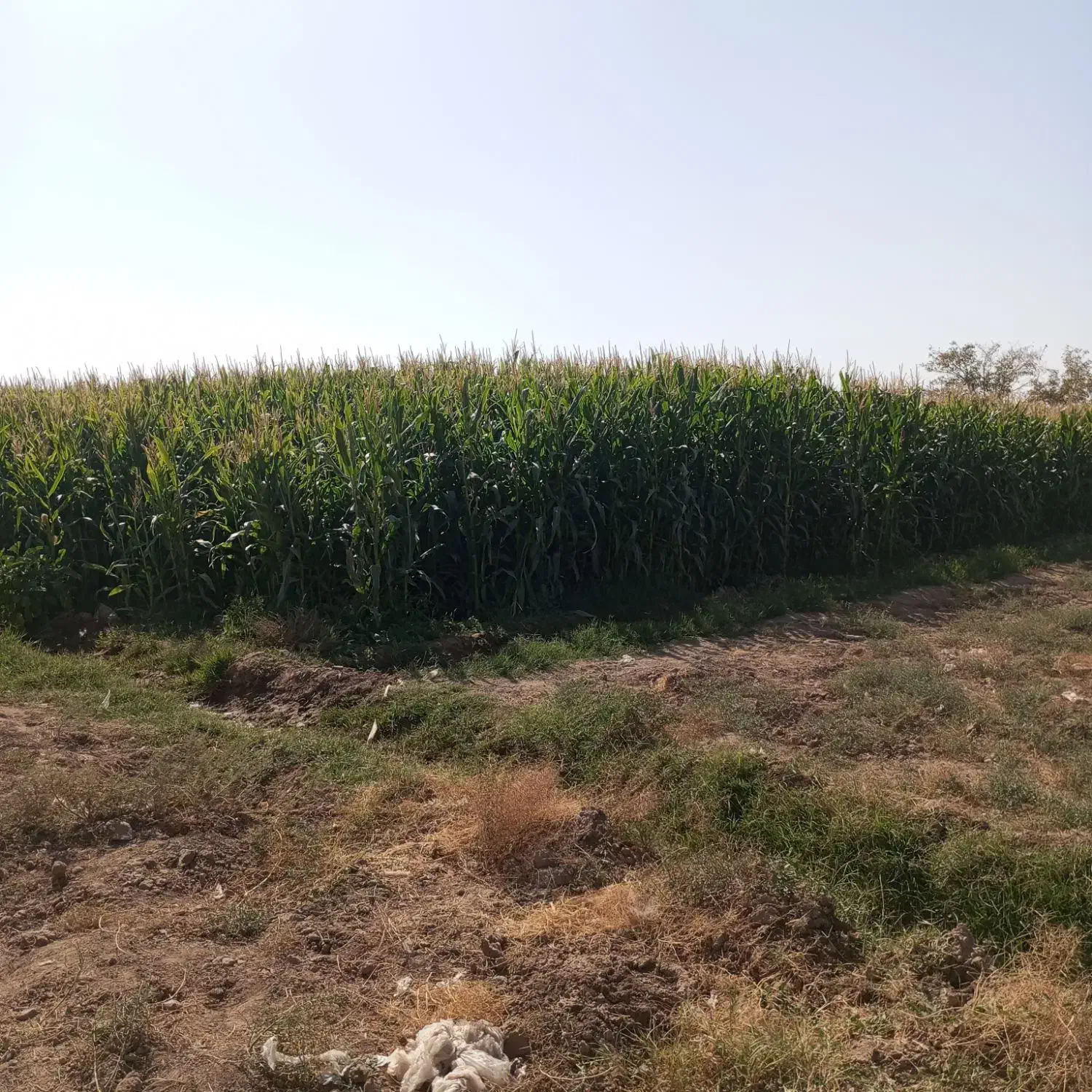 علوفه|حیوانات مزرعه|فرح دشت, |دیوار