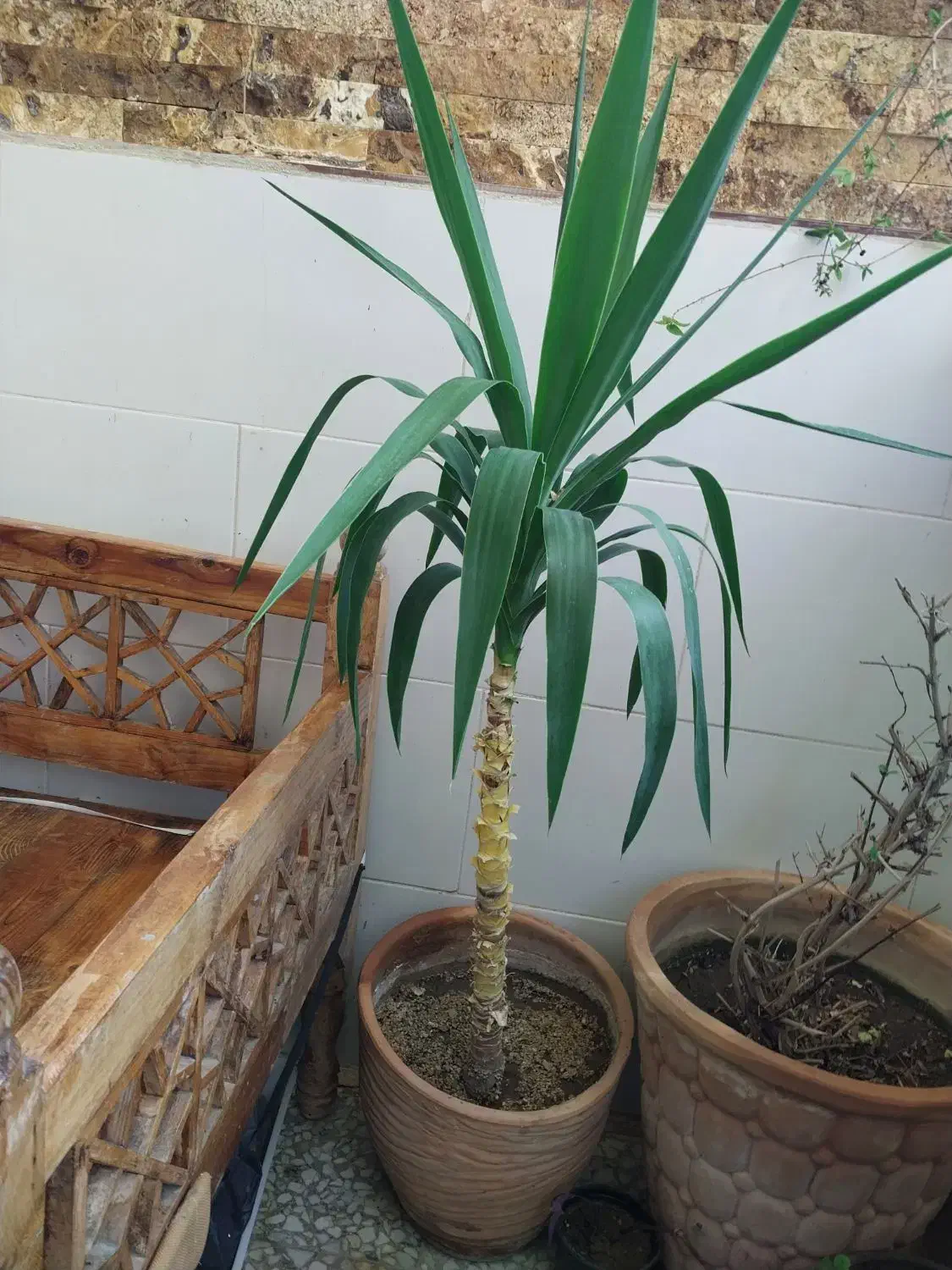 سانسوریا یوکا آلوراکاکتوس پتوس انجیری کالانگو توت|گل و گیاه طبیعی|اسلامشهر, شهرک محمدیه|دیوار