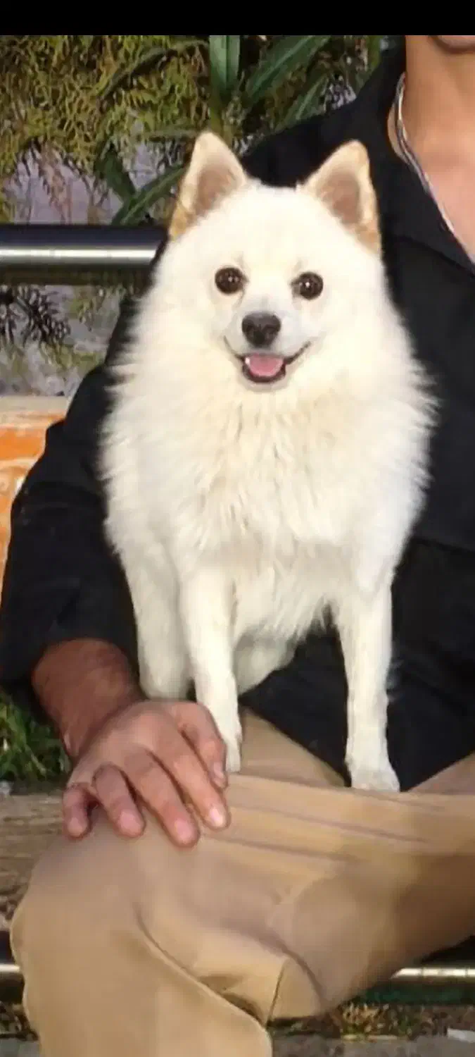 سگ پامر روباهی نر|سگ|کرمان, |دیوار