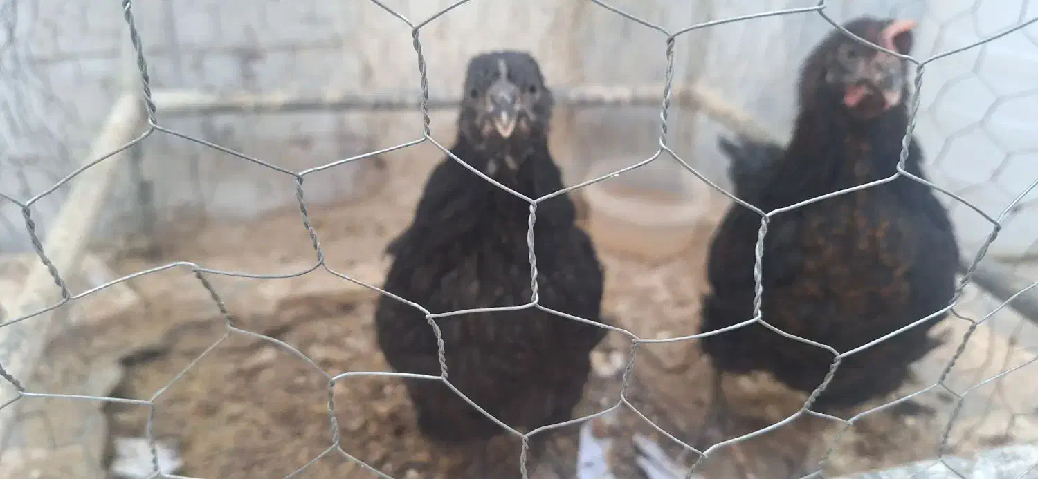 جوجه ۴ ماهه بزرگ سرحال|حیوانات مزرعه|قم, نیروگاه|دیوار