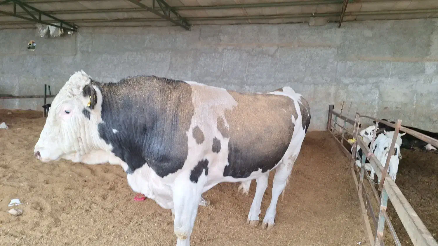 کودحیوانی|خدمات باغبانی و درختکاری|کوهدشت, |دیوار