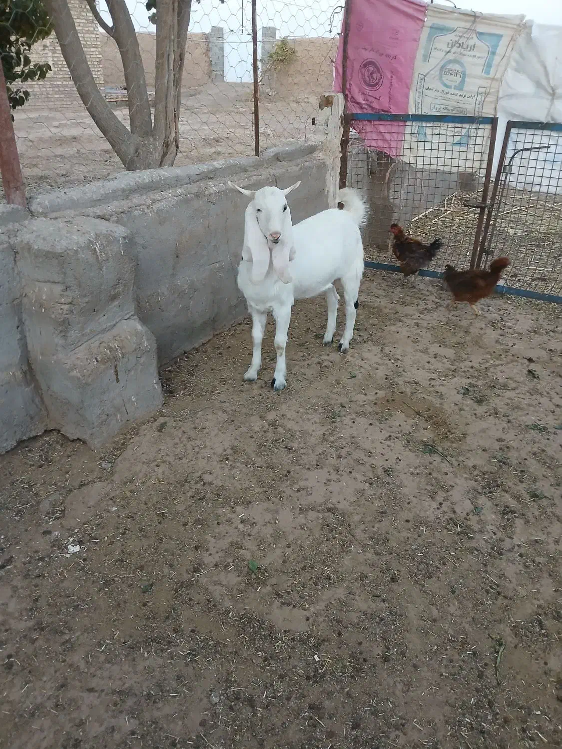 بزغاله|حیوانات مزرعه|نصر آباد, |دیوار