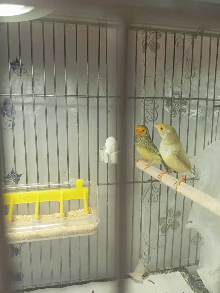 فنچ ستاره ای|پرنده|قم, پردیسان|دیوار