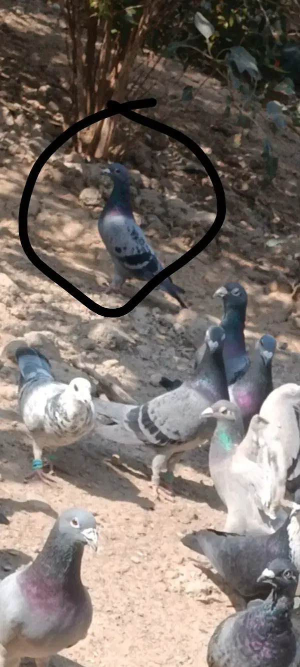 کفتر گمشده...|پرنده|هیرمند, |دیوار