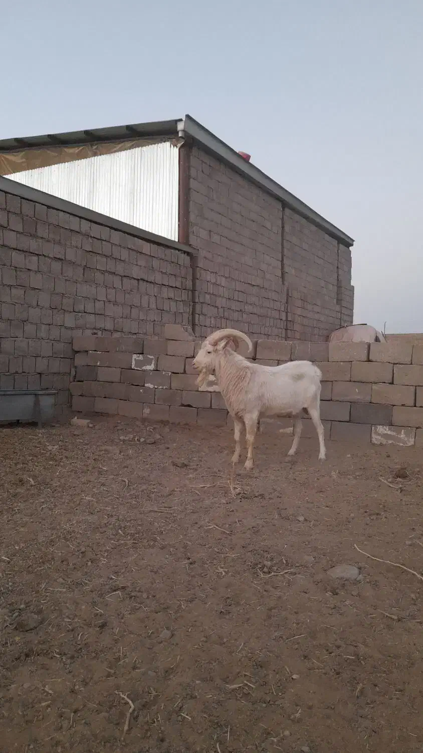 نربز سانن صددرصد خالص ..راور|حیوانات مزرعه|راور, |دیوار