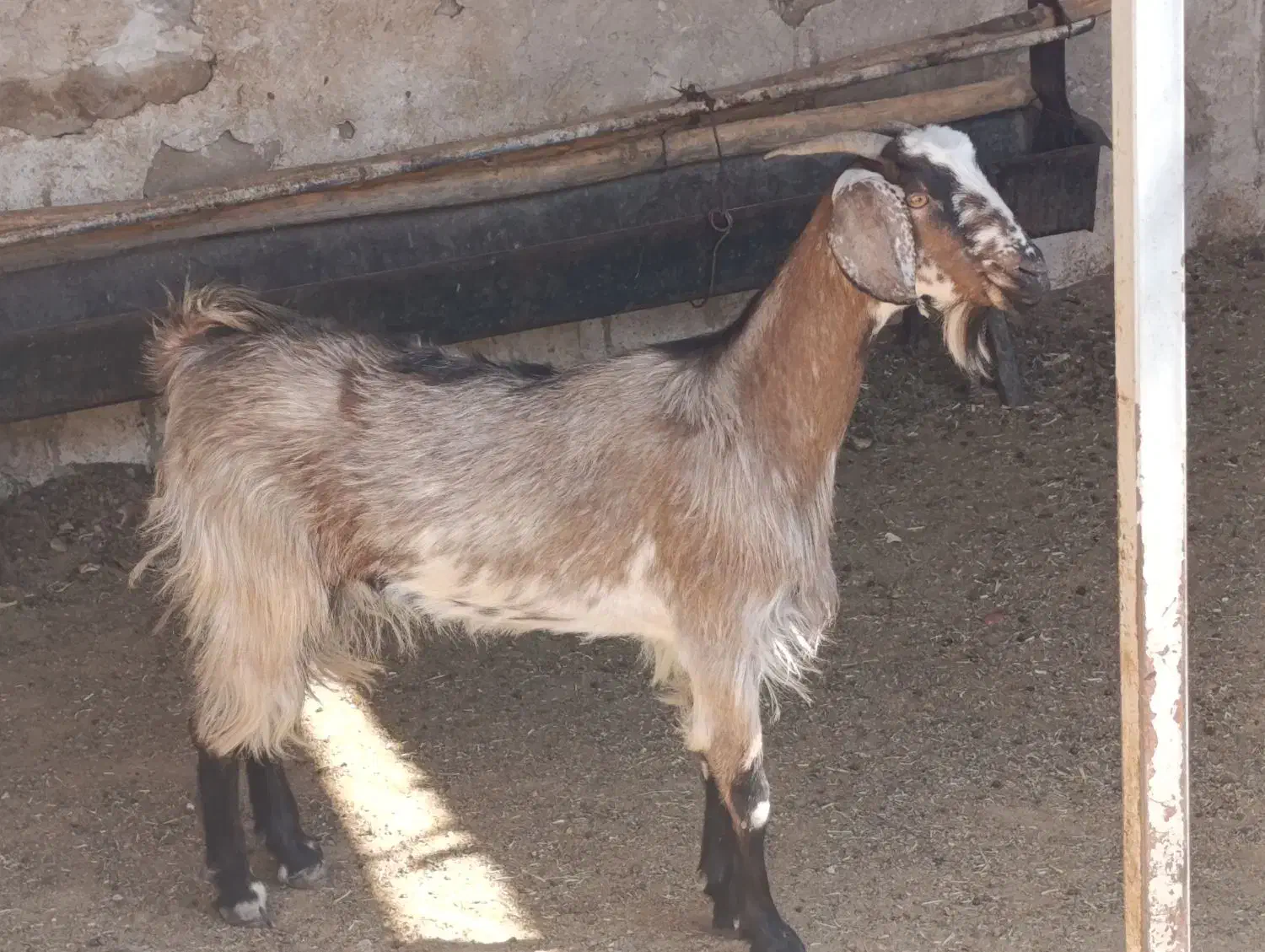 بز داشتی چاق|حیوانات مزرعه|کازرون, |دیوار