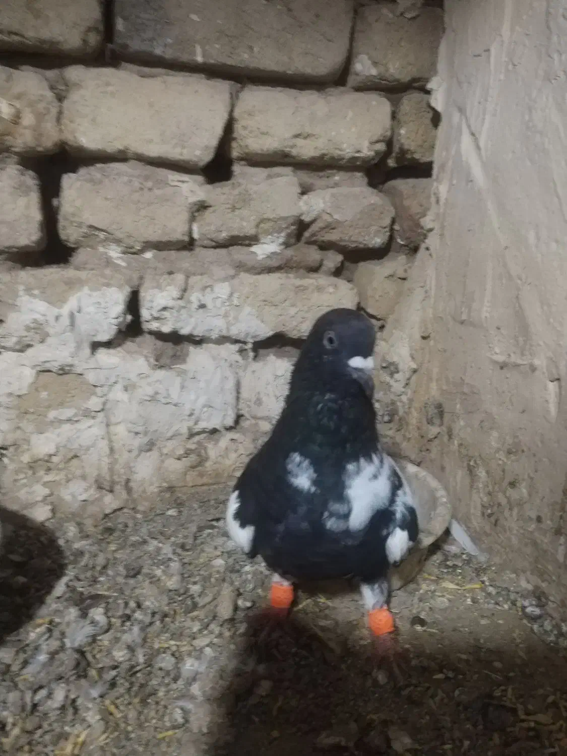 کبوتر|پرنده|تربت‌حیدریه, بالا ولایت|دیوار