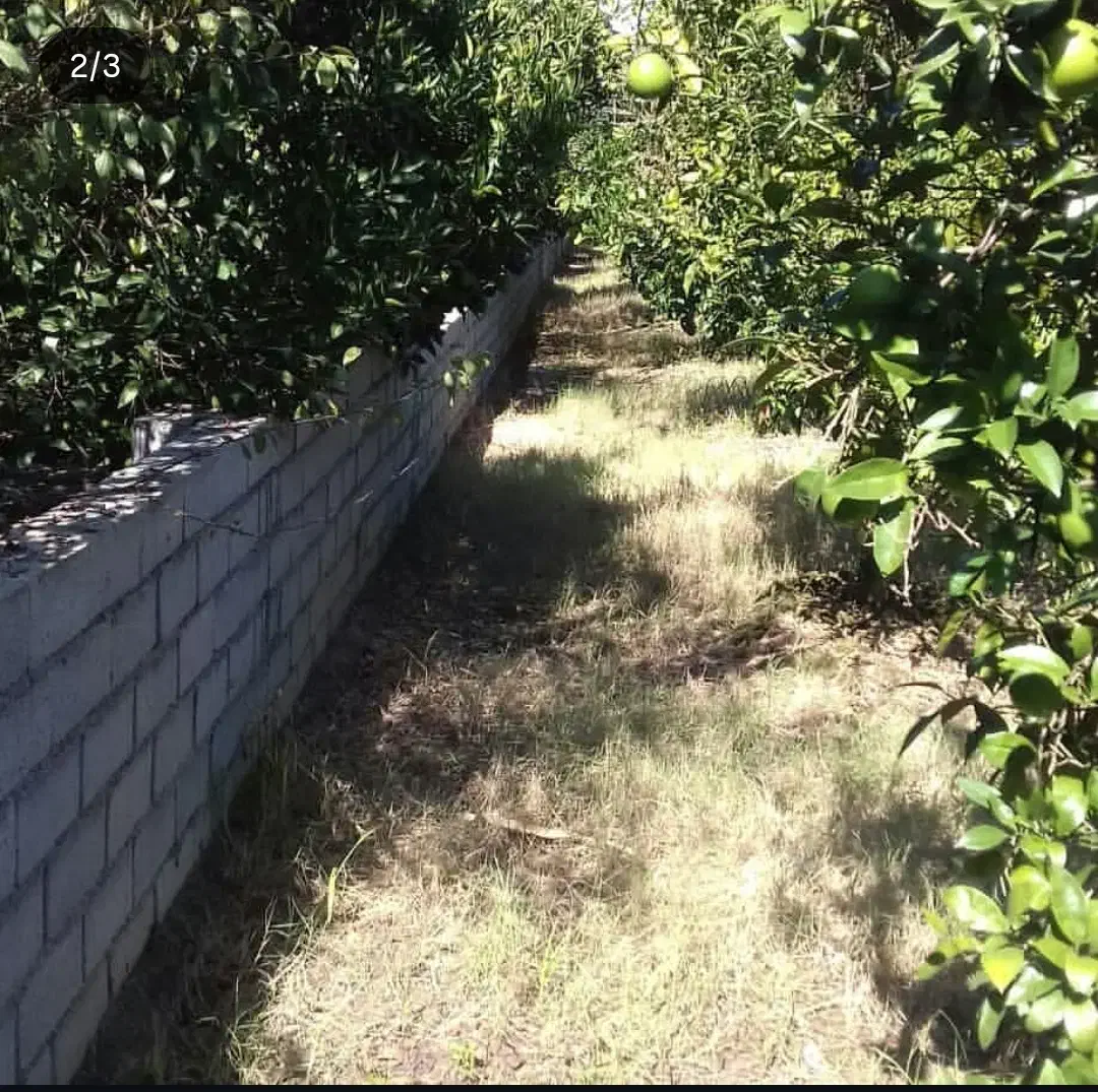 فروش فوری باغ|فروش زمین و ملک کلنگی|هادی شهر, |دیوار