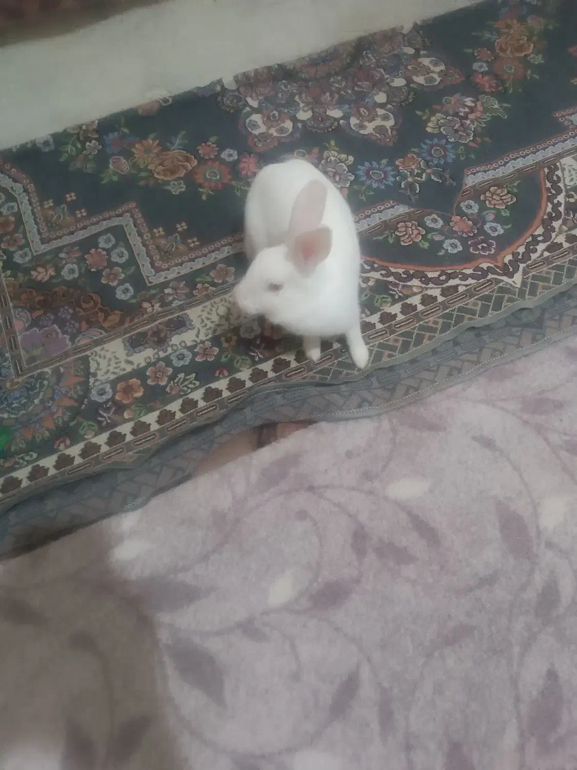 خرگوش خانگی|موش و خرگوش|همدان, |دیوار