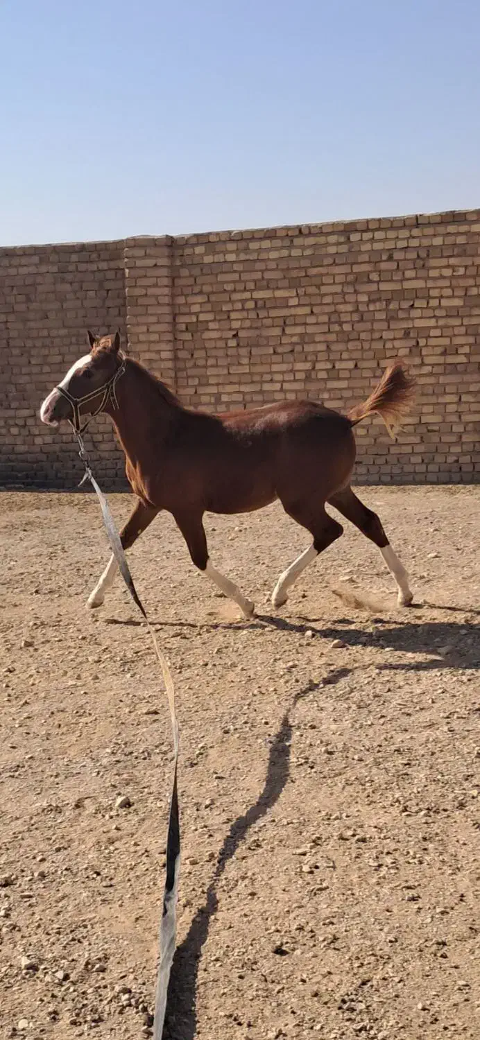 اسب|اسب و تجهیزات اسب‌سواری|اسفرورین, |دیوار