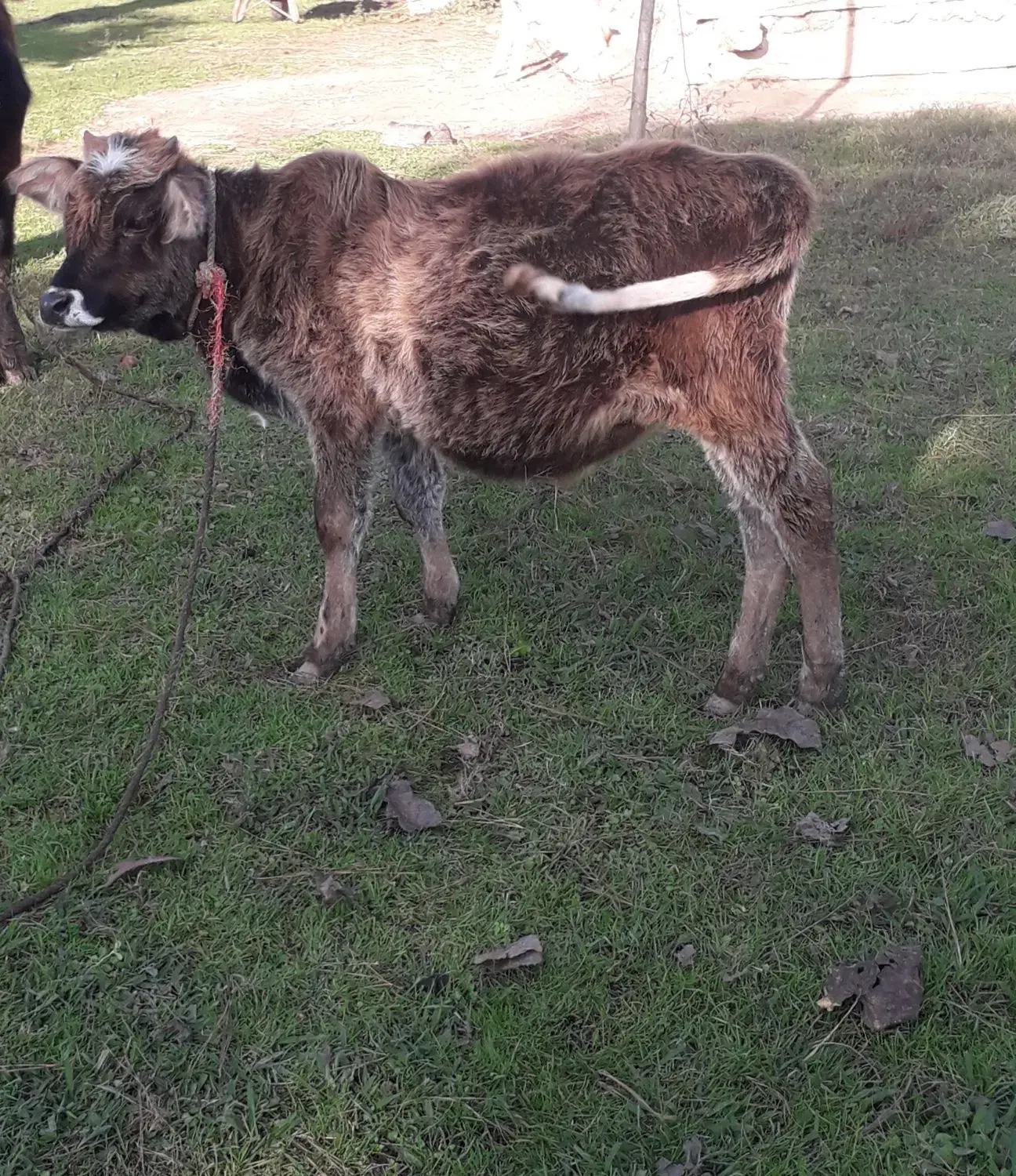 گوساله نرچالوسی|حیوانات مزرعه|گوراب زرمیخ, |دیوار