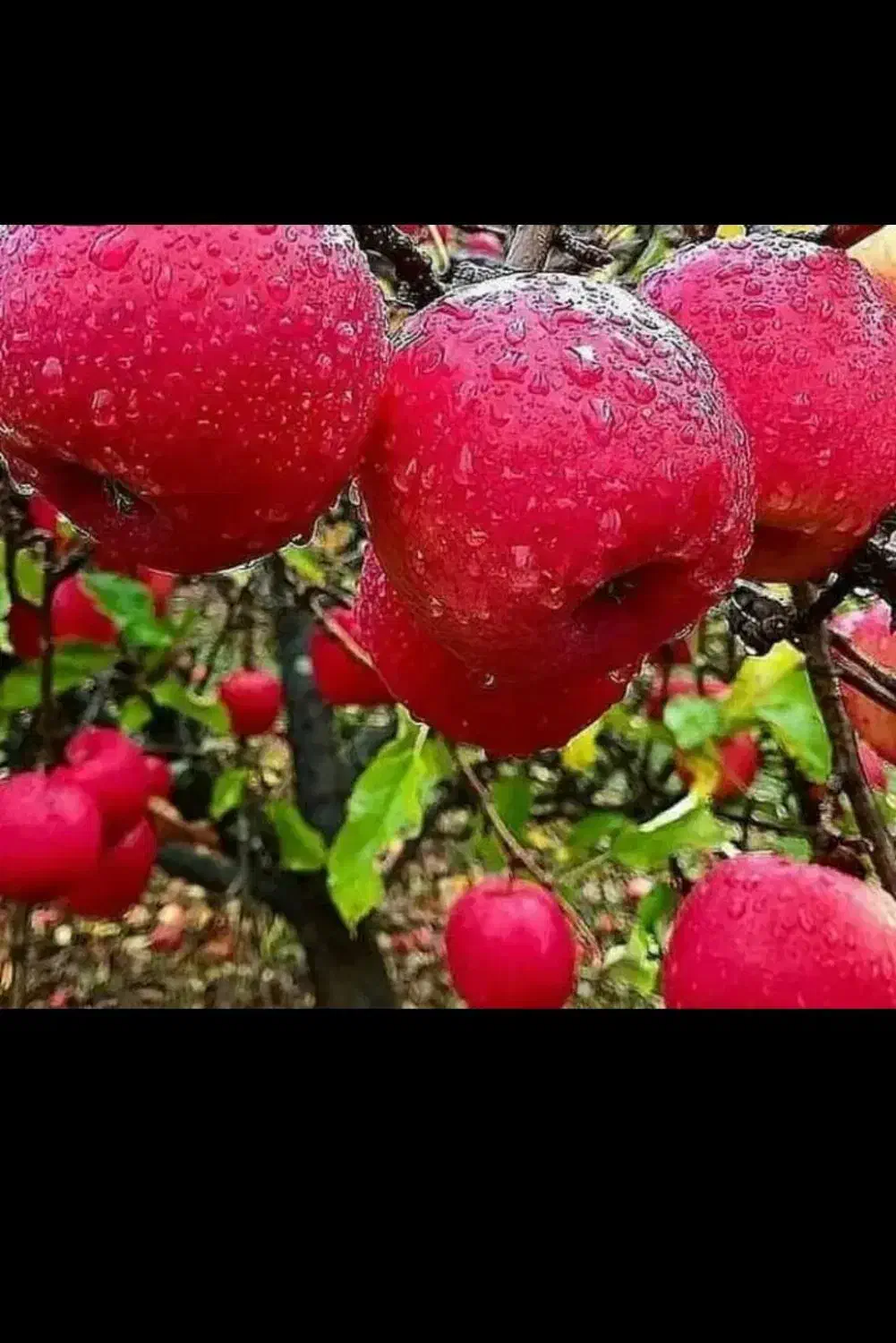 از نهالستان مستقیم بدون واسطه گردو صنوبر و بادام|خدمات باغبانی و درختکاری|بانه, |دیوار