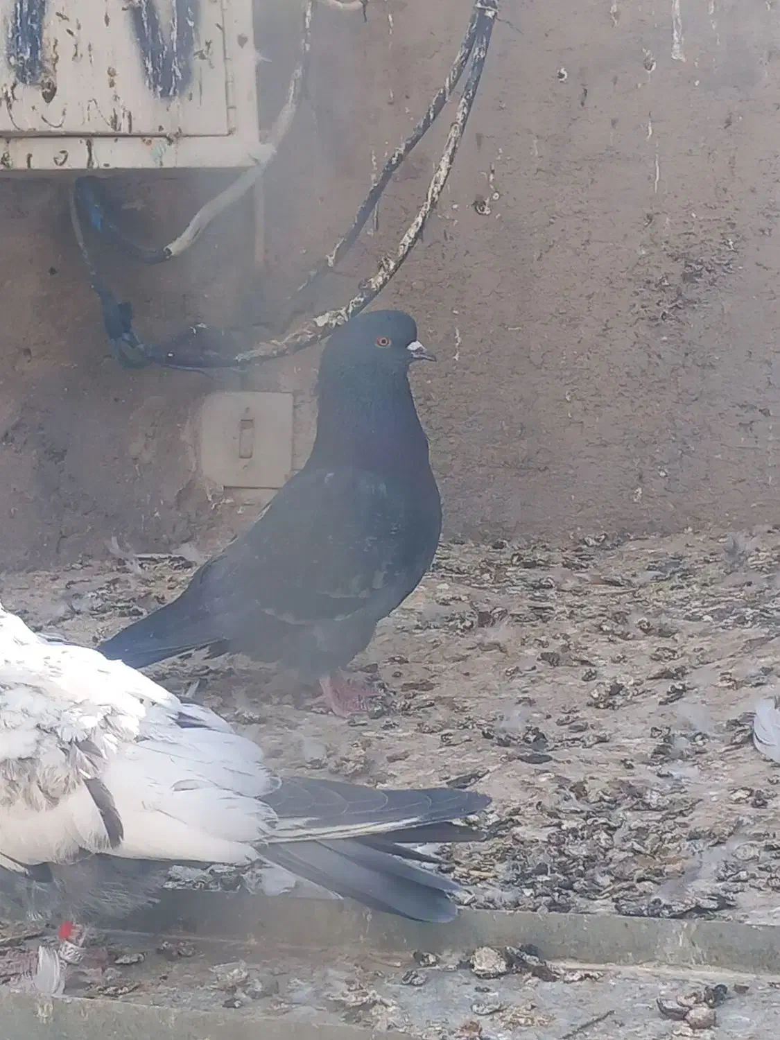 کفتر|پرنده|زید آباد, |دیوار