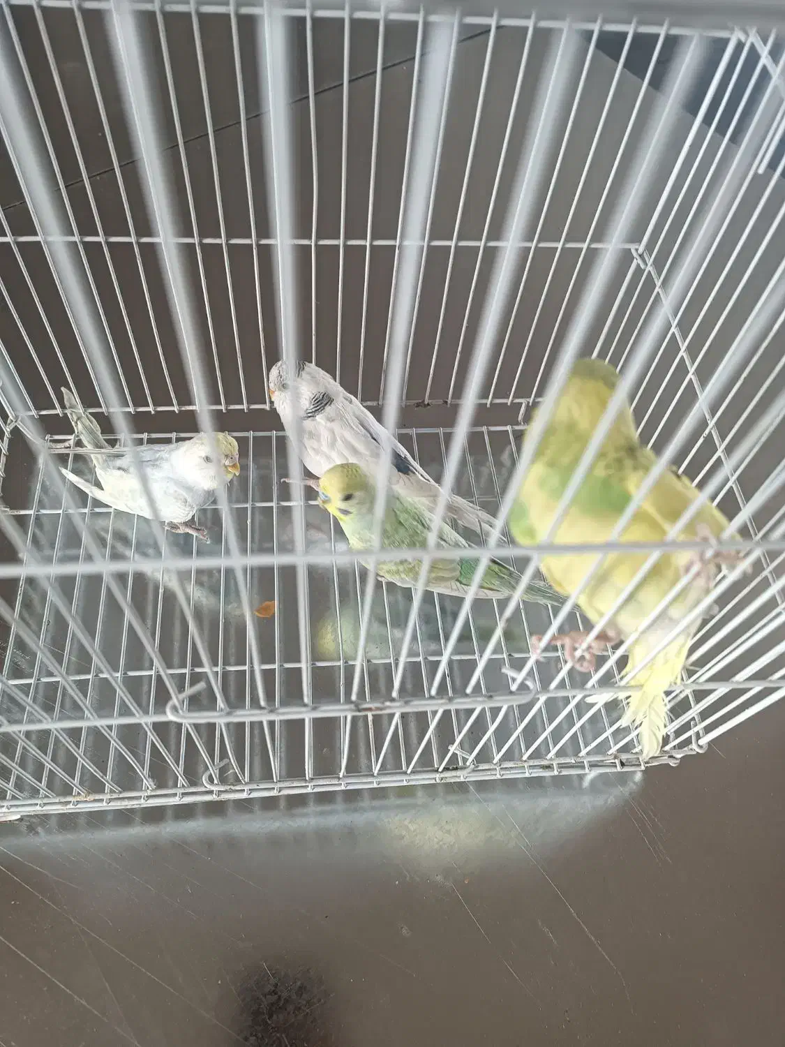 مرغ عشق|پرنده|تایباد, |دیوار