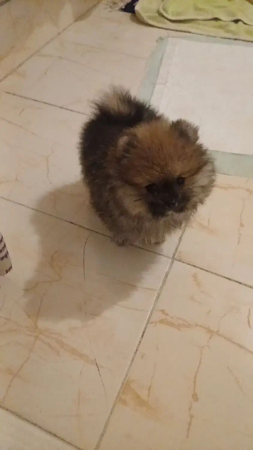 پامرخرسی اصل پرتقالی وسایل کامل|سگ|کرج, فاز ۳ گوهردشت|دیوار