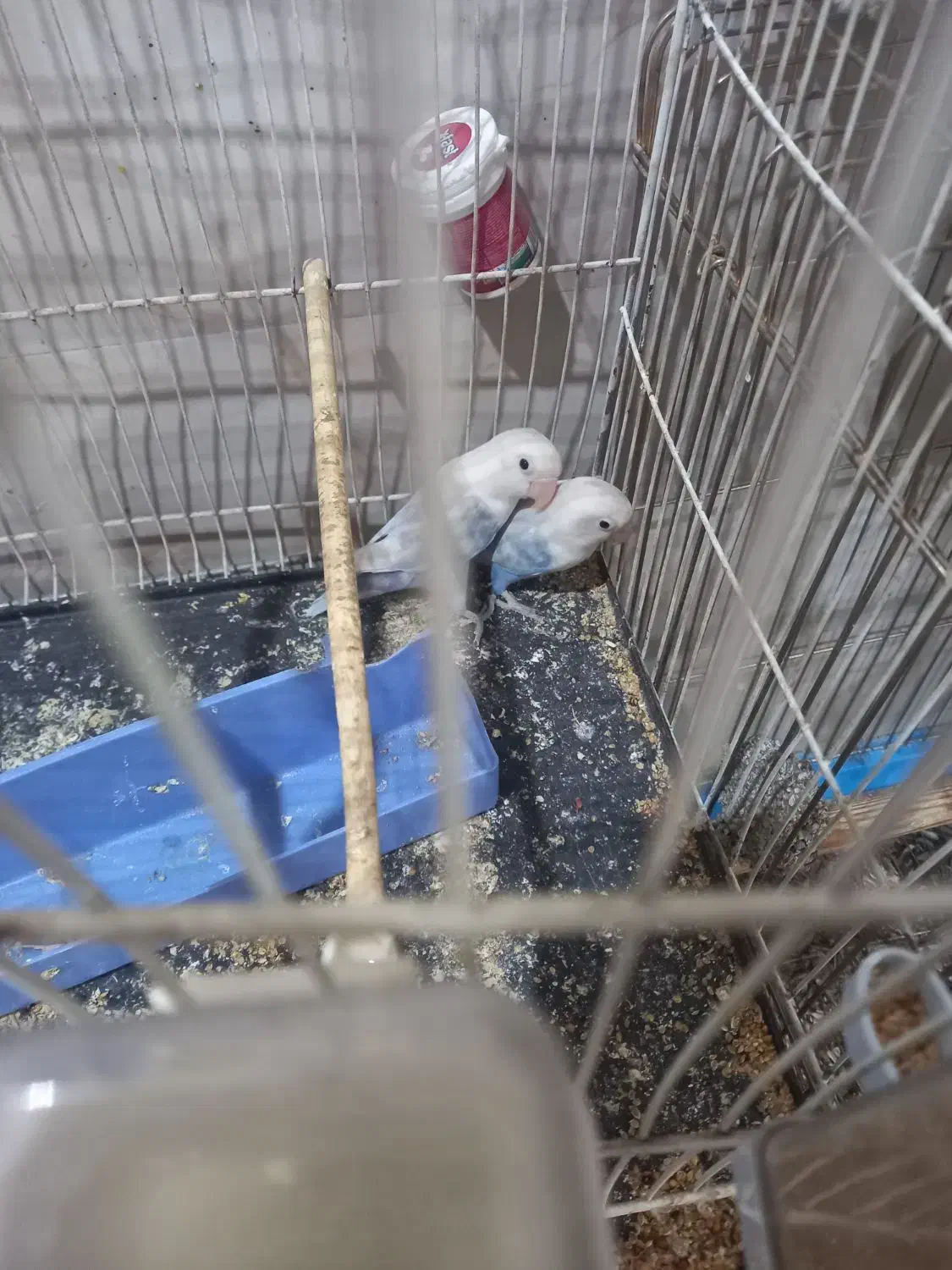 طوطی ملنگو و عروس هلندی و طوطی برزیلی|پرنده|بندر ماهشهر, |دیوار