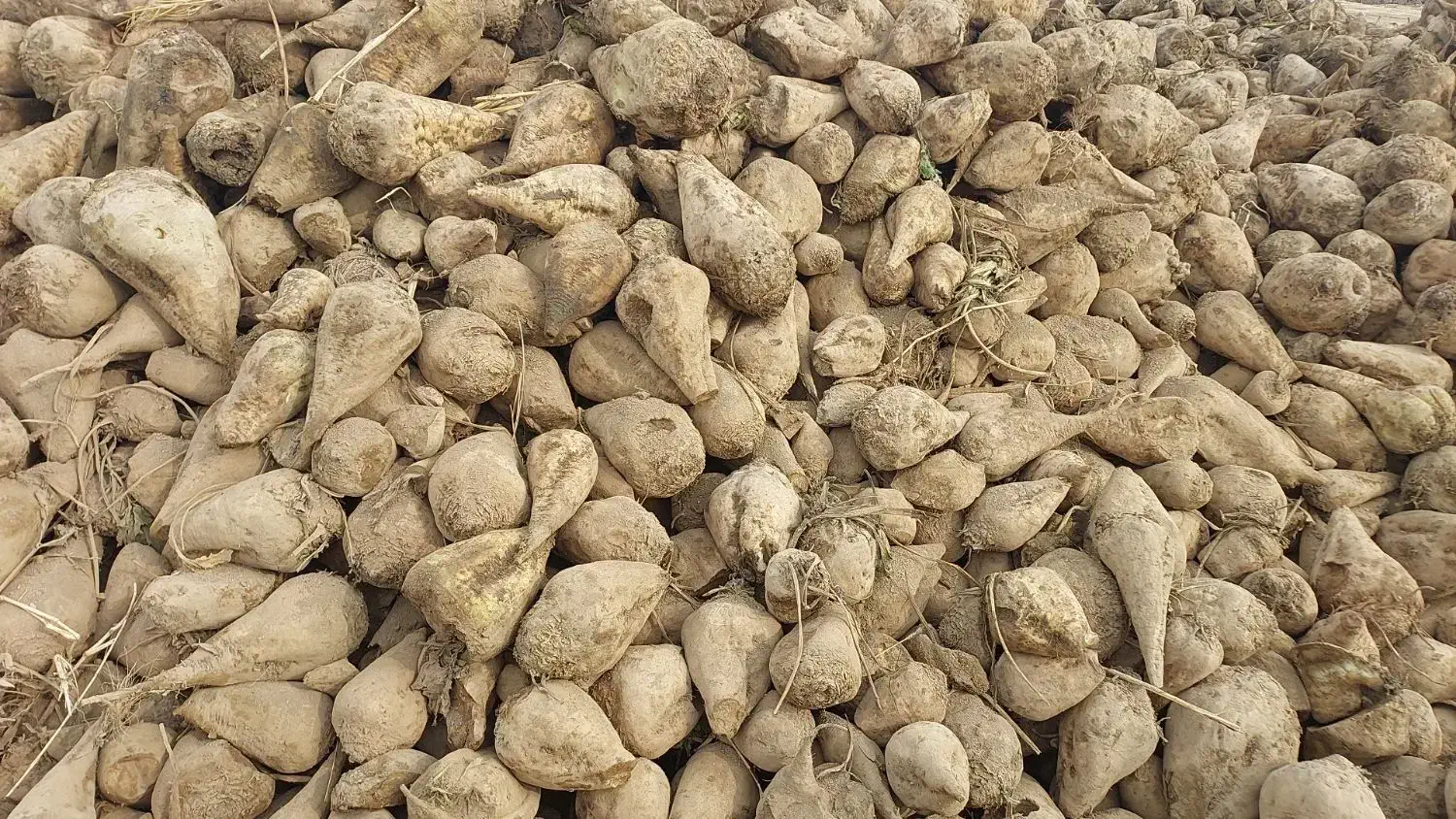 چغندر|عمدهفروشی|بیستون, |دیوار