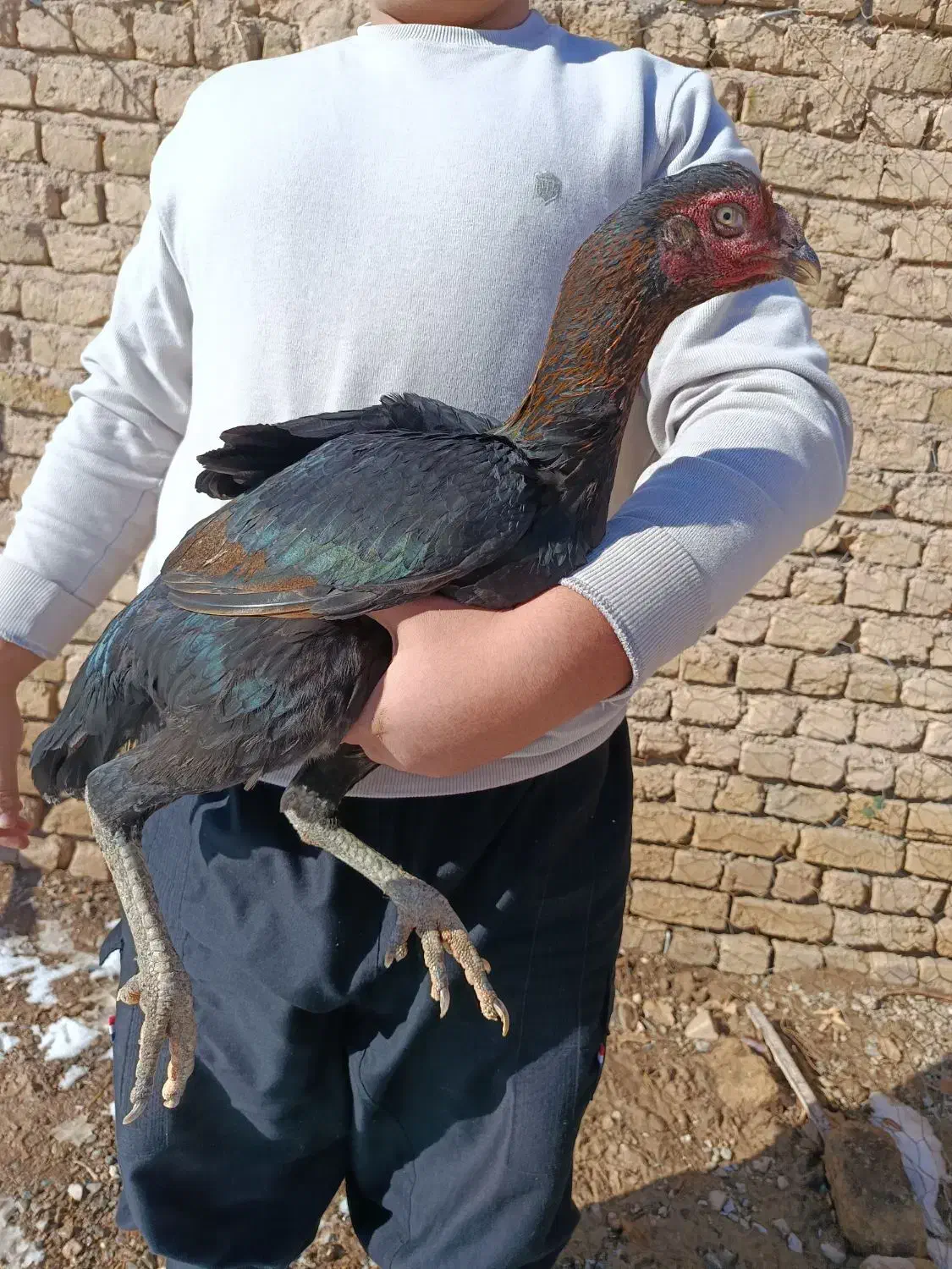 مرغ لاری|حیوانات مزرعه|نصر آباد, |دیوار