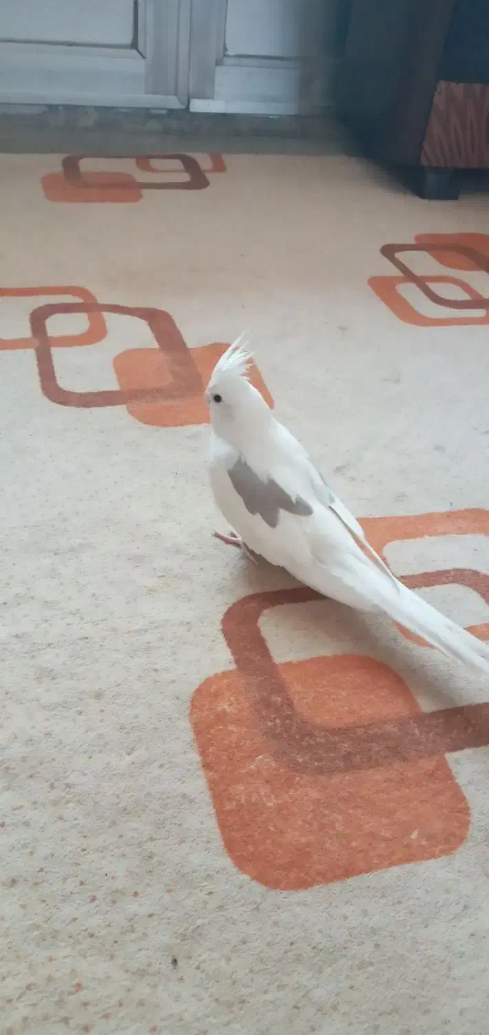 عروس هلندی دستی|پرنده|بجنورد, |دیوار