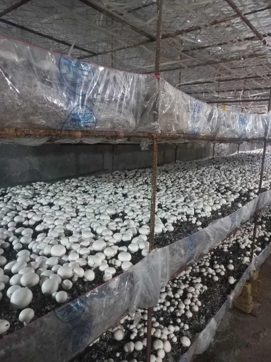 مزرعه قارچ حاجی..فروش عمده|خوردنی و آشامیدنی|اهواز, پردیس|دیوار